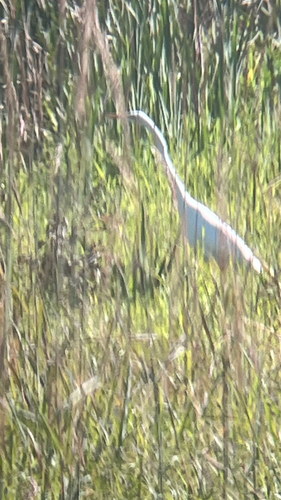 Great Egret