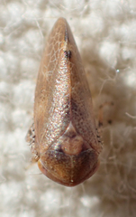 Reticopsis
