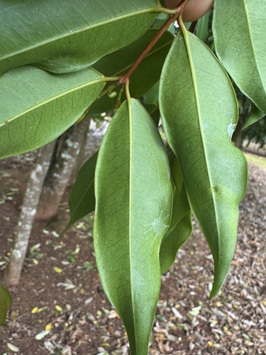 Pilidiostigma tropicum observed 2026-10-04