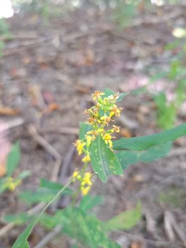bluestem goldenrod