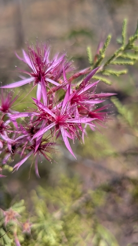 Calytrix exstipulata observed 2026-09-22