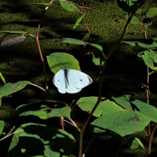Small White
