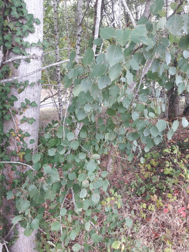 European aspen