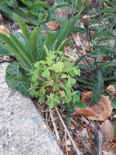 slender yellow woodsorrel