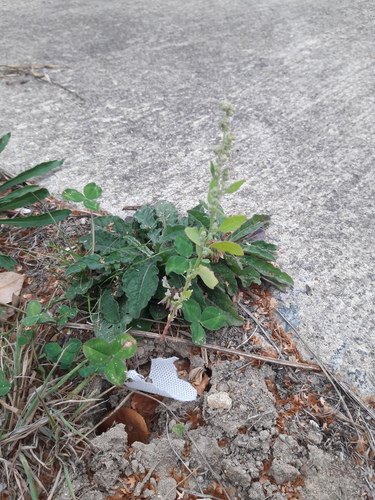 Common Lambsquarters