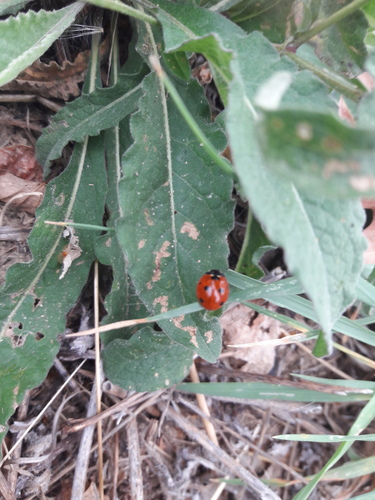 Seven-spotted Lady Beetle