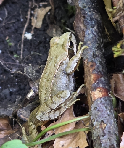 European Common Frog