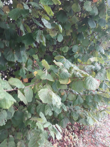 common hazel