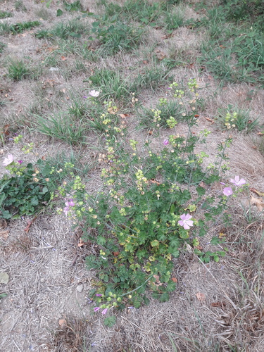 musk mallow