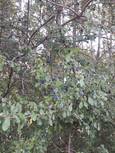 Blackthorn