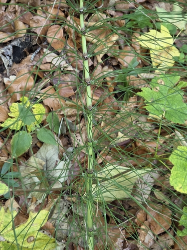great horsetail