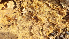 Camponotus