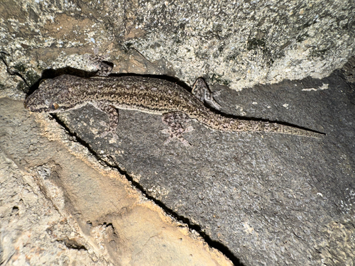 Hemidactylus frenatus observed 2026-09-28