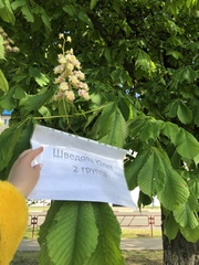 Aesculus hippocastanum