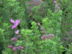 Syncolostemon transvaalensis