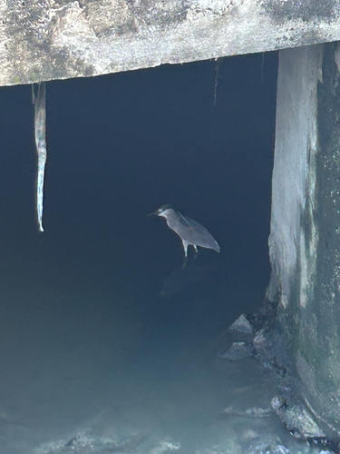 Black-crowned Night Heron