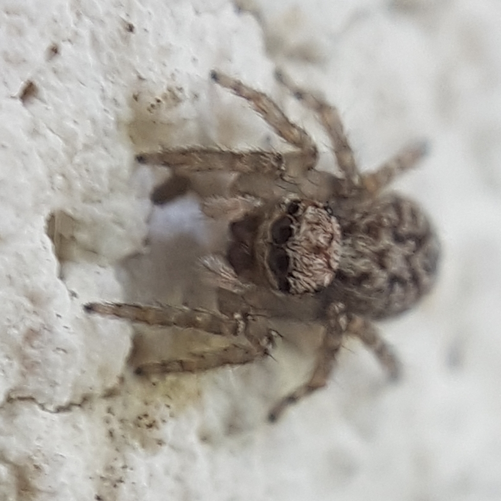Pseudeuophrys vafra