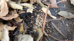 Camponotus
