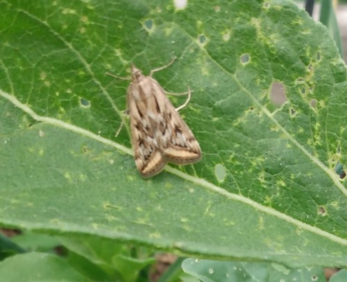 Alfalfa Webworm Moth photo 5