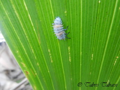 Coccinellidae