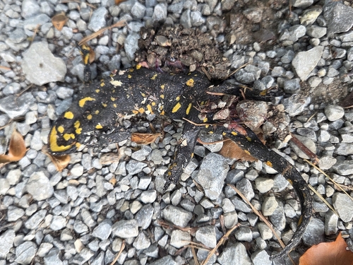 Fire Salamander