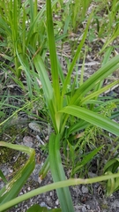 Scirpus sylvaticus