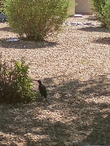 Great-tailed Grackle
