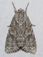 Acronicta ovata