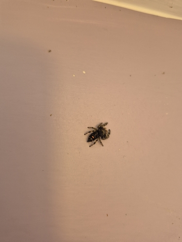 Bold Jumping Spider