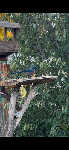 Woodhouse's Scrub-Jay