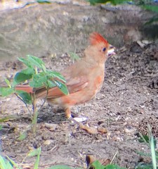 Cardinalis cardinalis