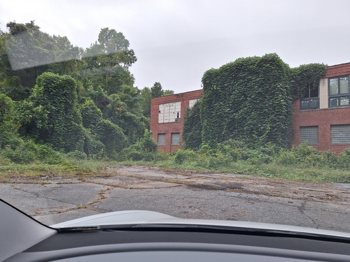 kudzu