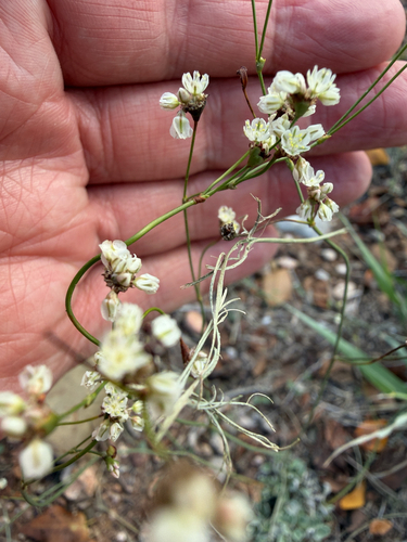Tall Buckwheat
