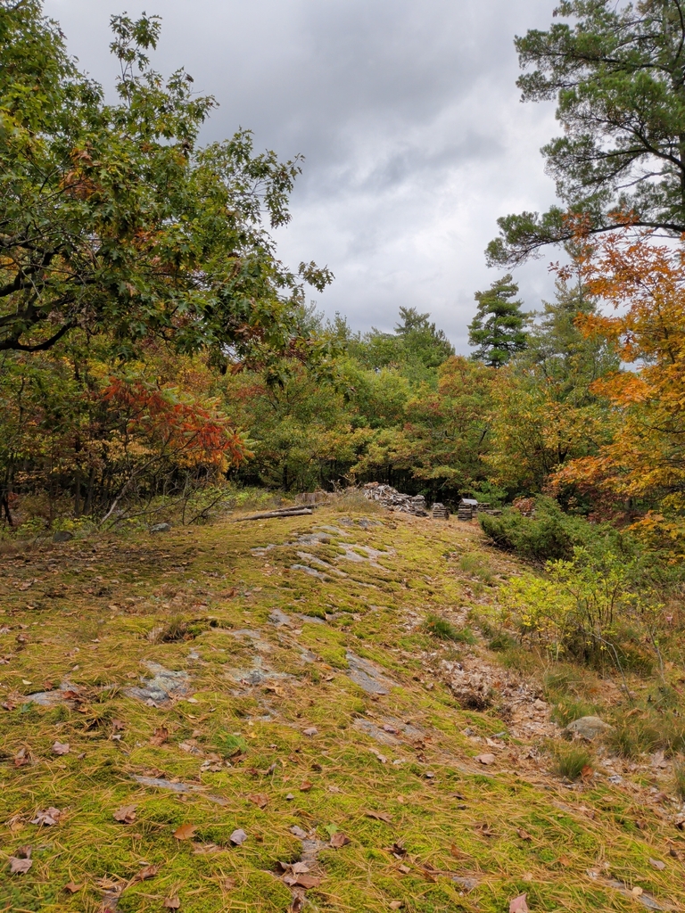 A mossy rock ridge with oaks turning red and orange on either side, pines behind and a grey sky.