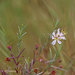 Ammannia grayi - Photo (c) Cathryn Hoyt,  זכויות יוצרים חלקיות (CC BY-NC), uploaded by Cathryn Hoyt