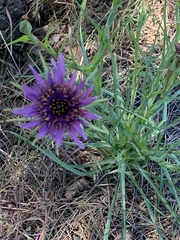 Tragopogon porrifolius
