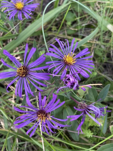 New England aster