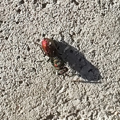Chrysididae