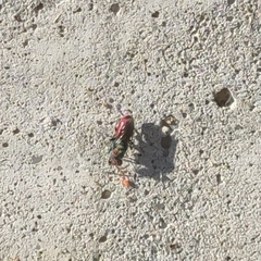 Chrysididae