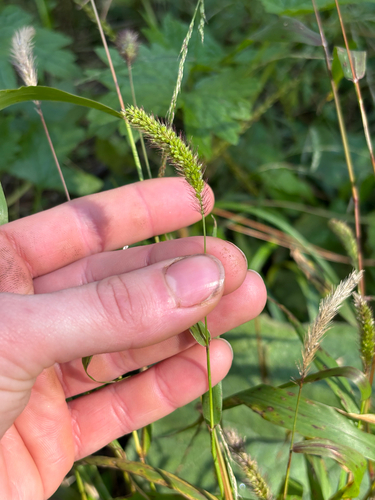 Green Bristle Grass