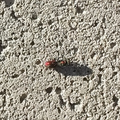 Chrysididae