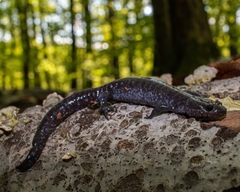 Ambystoma jeffersonianum