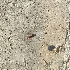 Chrysididae