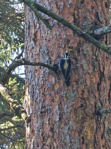 Eurasian Three-toed Woodpecker