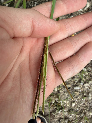 Eustachys petraea observed 2026-10-03