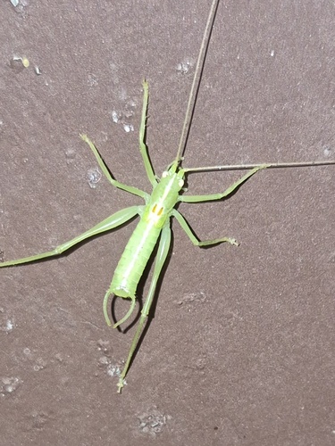 Southern Oak Bush-cricket
