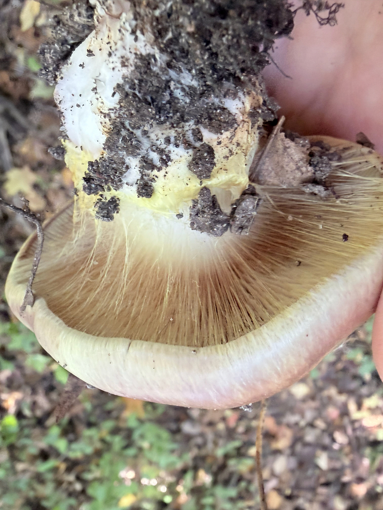 Atkinson's Fungus · October 2026 · photo: Photo: (c) Erica Tava Johnson, some rights reserved (CC BY) · iNaturalist