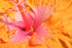 Hibiscus rosa-sinensis