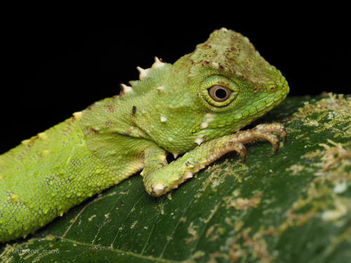 Mocquard's Eyebrow Lizard