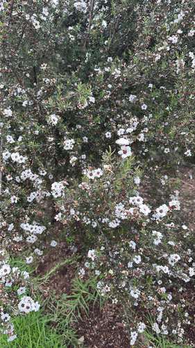 Leptospermum scoparium observed 2026-04-13